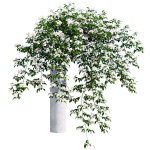 Rosa Cymosa石柱上开满白色花朵的小果爬藤蔷薇3D模型（OBJ,FBX,MAX）