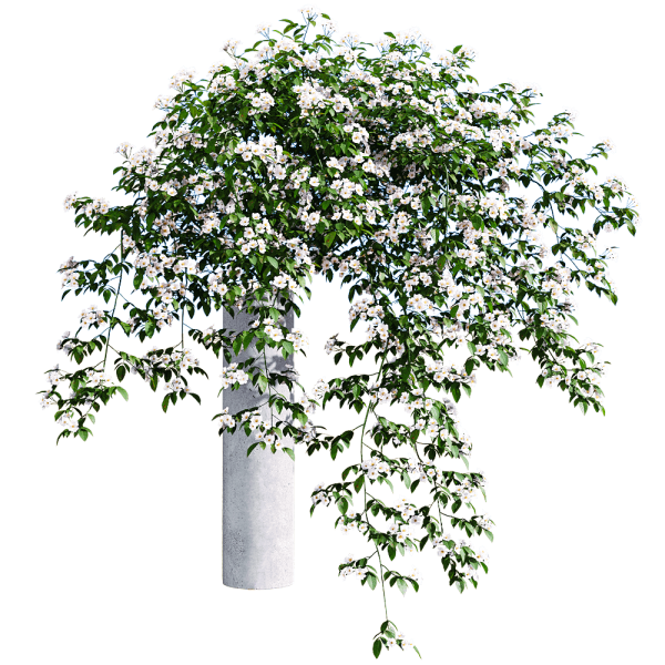 Rosa Cymosa石柱上开满白色花朵的小果爬藤蔷薇3D模型（OBJ,FBX,MAX）