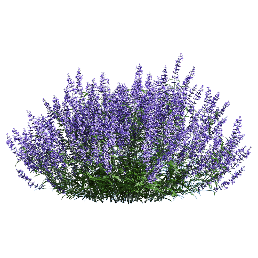 Perovskia atriplicifolia茂盛的紫色滨藜叶分药花花丛3D模型（OBJ,FBX,MAX）插图