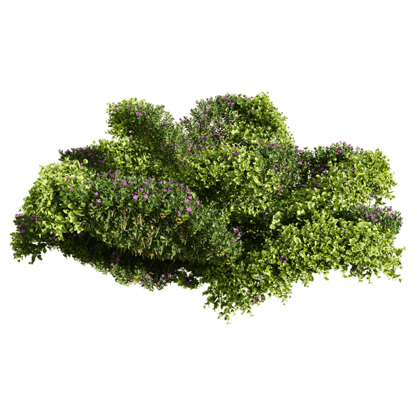 Bacopa diffusa开紫色小花的百可花植物灌木3D模型（OBJ,FBX,MAX）
