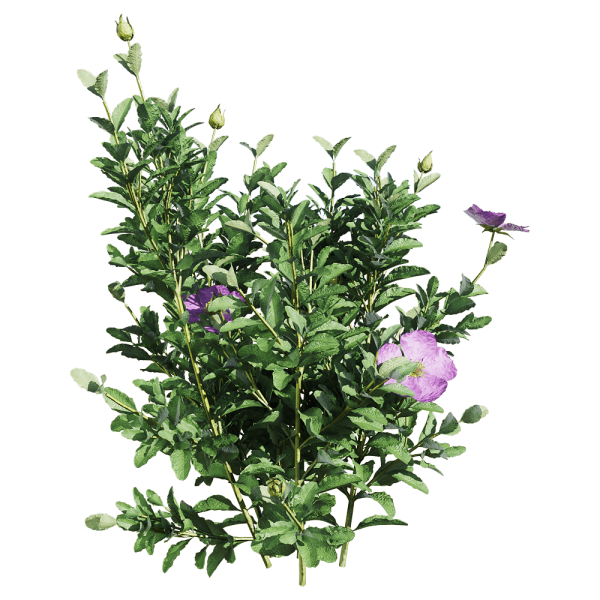 开粉紫色花朵的Cistus incanus百瑞木植物3D模型（OBJ,FBX,MAX）