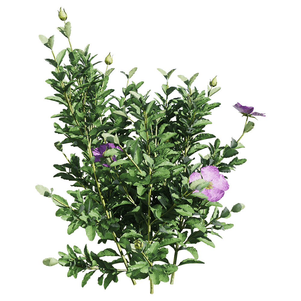 开粉紫色花朵的Cistus incanus百瑞木植物3D模型（OBJ,FBX,MAX）插图