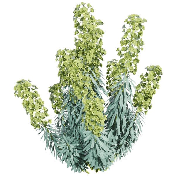 Euphorbia characias开满绿色花朵的常绿大戟植物3D模型（OBJ,FBX,MAX）