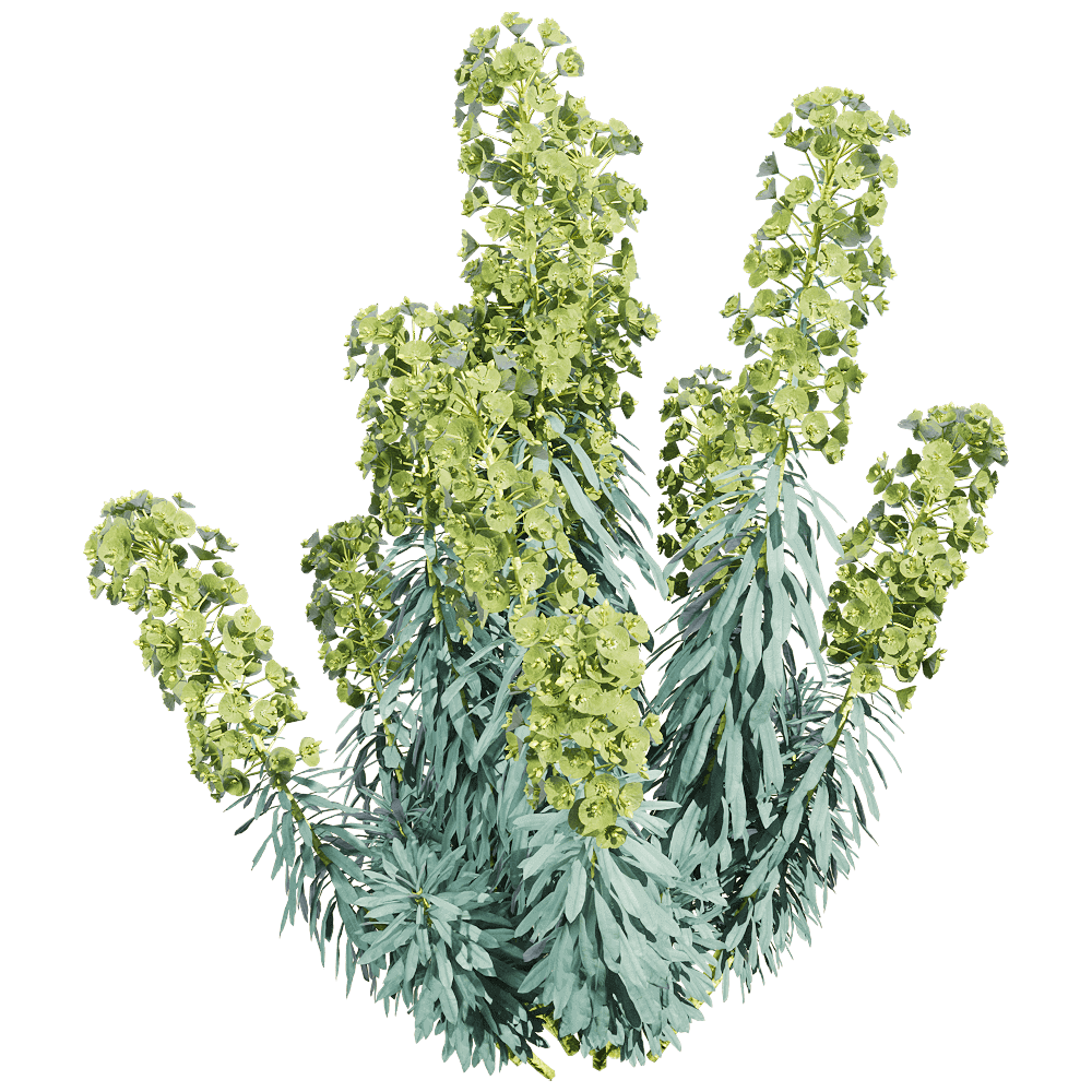 Euphorbia characias开满绿色花朵的常绿大戟植物3D模型（OBJ,FBX,MAX）插图