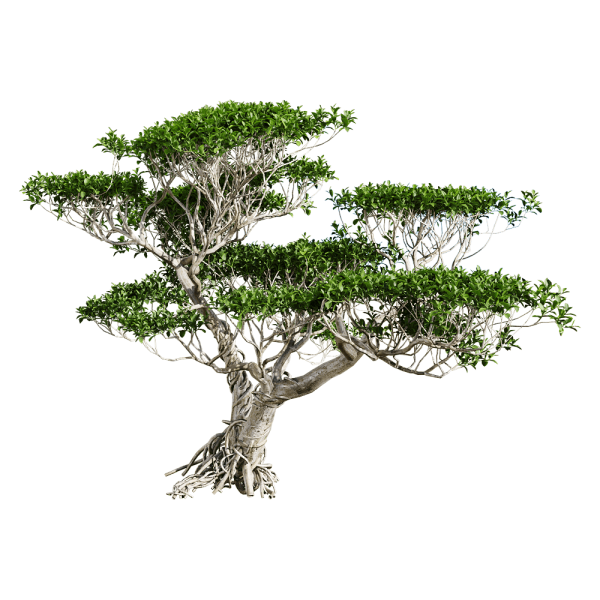 Ficus concinna雅榕树3D模型（OBJ,FBX,MAX）