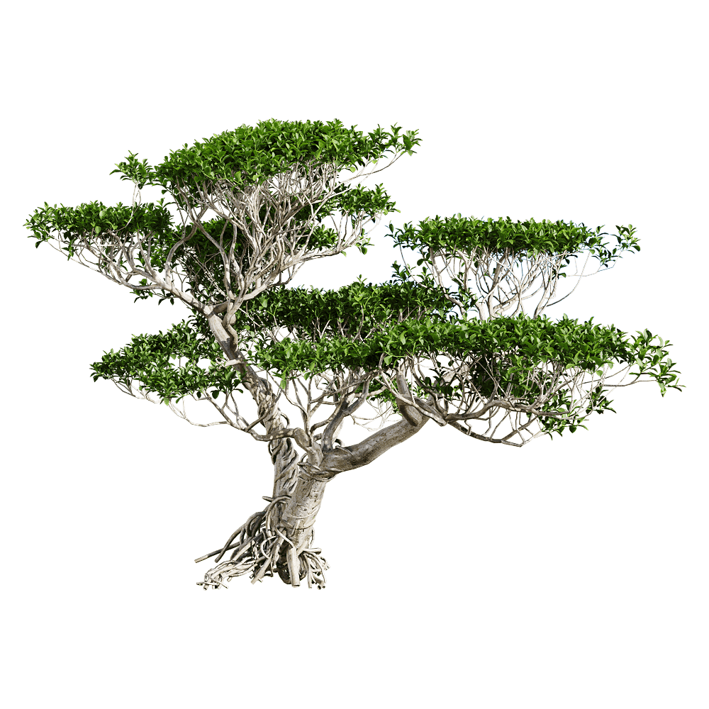 Ficus concinna雅榕树3D模型（OBJ,FBX,MAX）插图