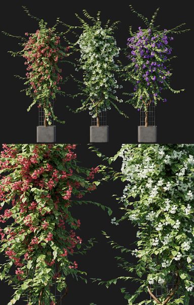 开满花朵的九重葛盆景 三角梅盆景3D模型（OBJ,MAX）