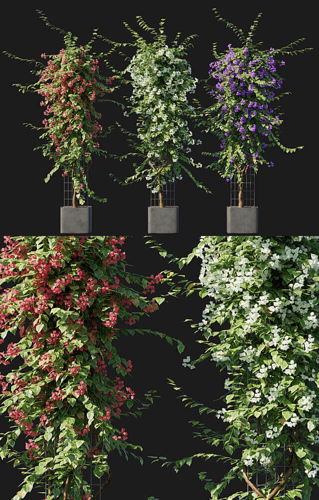 开满花朵的九重葛盆景 三角梅盆景3D模型（OBJ,MAX）插图