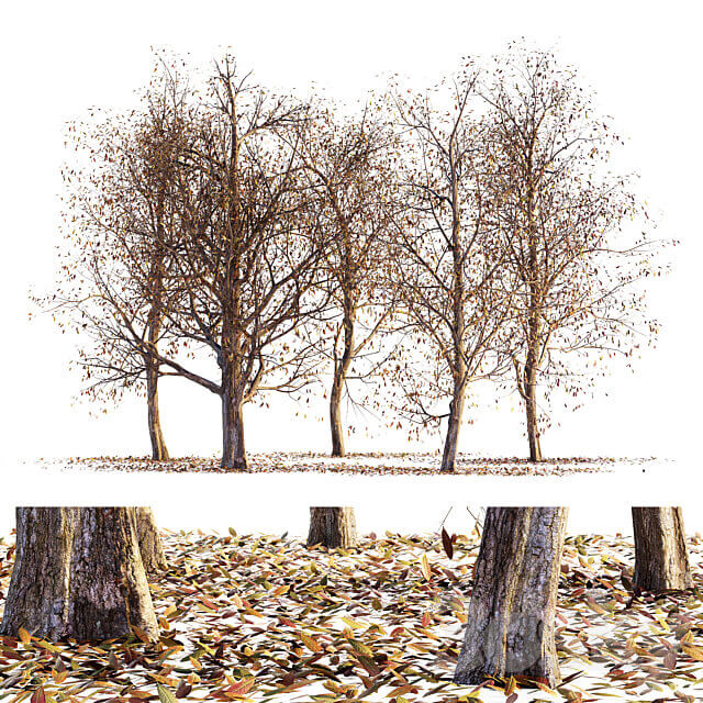 一组秋天干枯的树木3D模型（FBX,MAX）插图