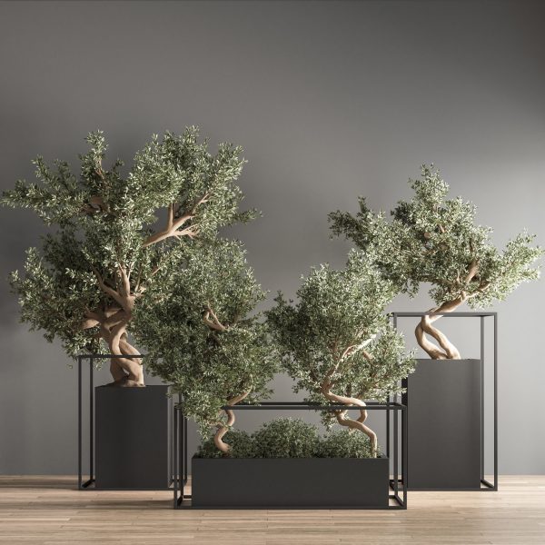 装饰花盆中的景观树 绿植盆景组合3D模型（OBJ,MAX）