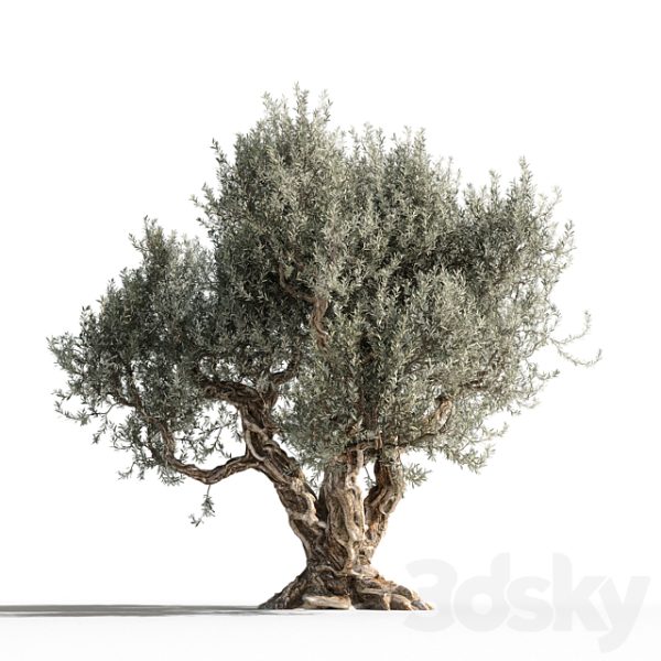 一棵12米高的老橄榄树3D模型（FBX,MAX）