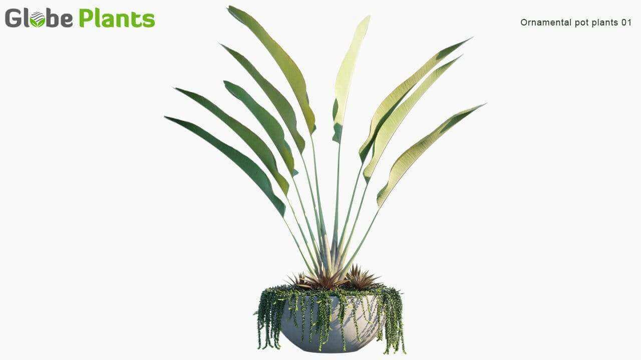 优质的小型绿植植物3D模型大合集（FBX，MAX 1.64GB）插图2