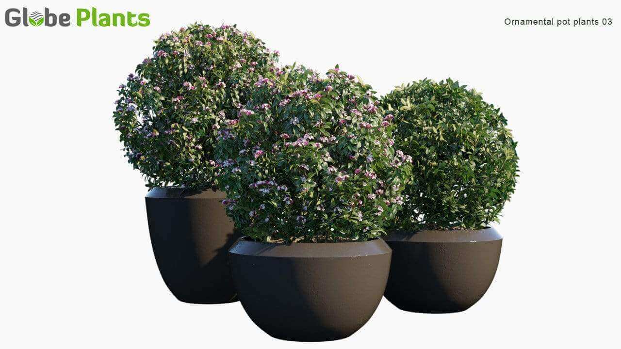 优质的小型绿植植物3D模型大合集（FBX，MAX 1.64GB）插图4