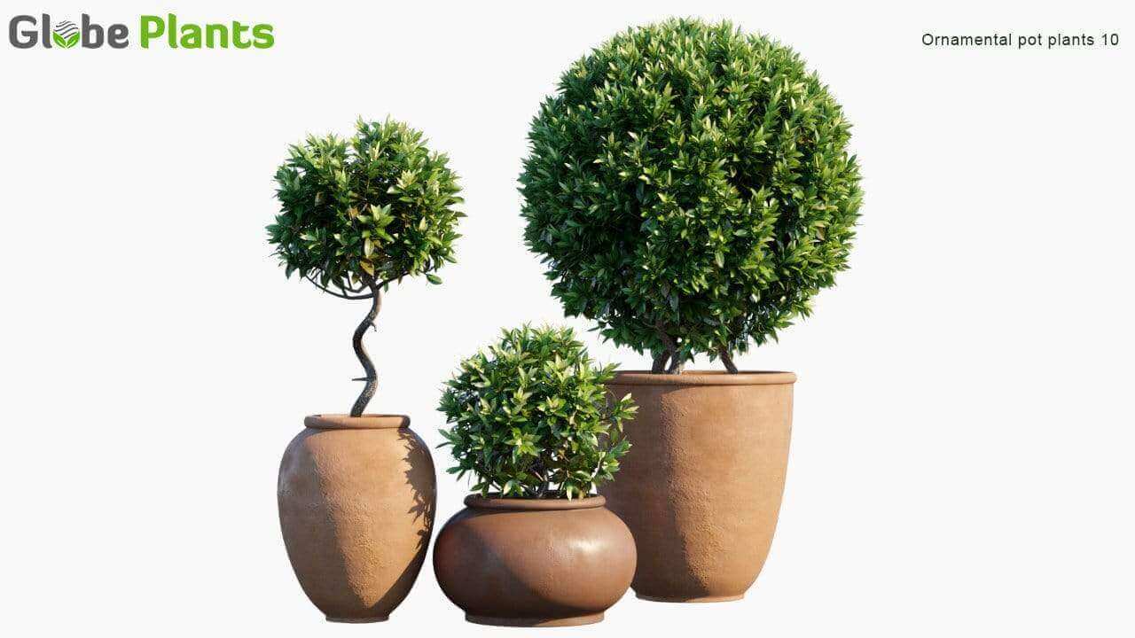 优质的小型绿植植物3D模型大合集（FBX，MAX 1.64GB）插图5