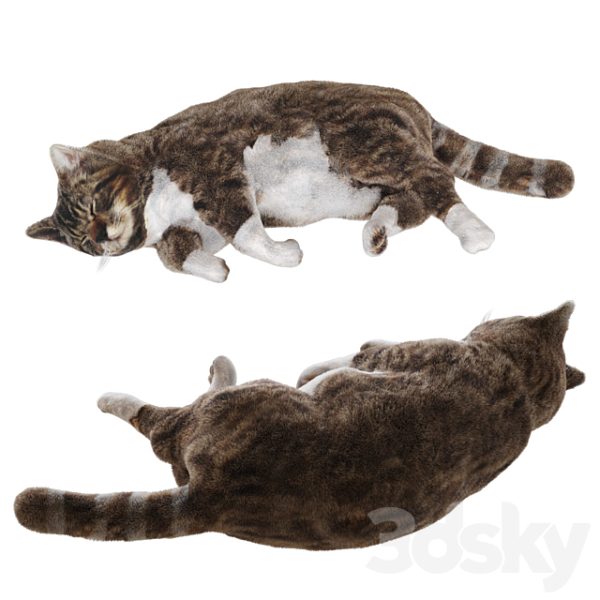 睡觉的花猫3D模型（MAX）