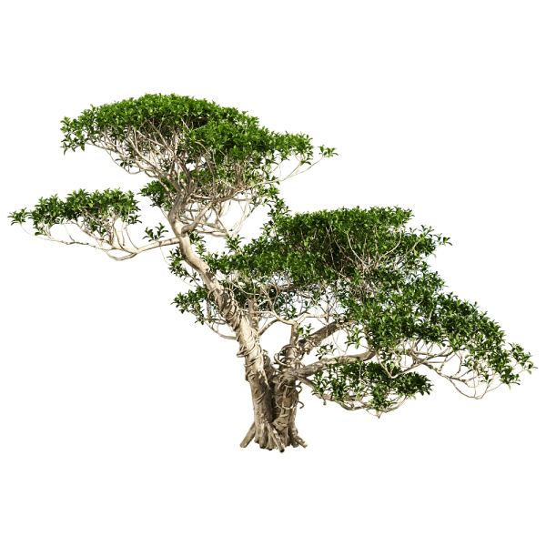 一棵雅榕树3D模型（OBJ,FBX,MAX）