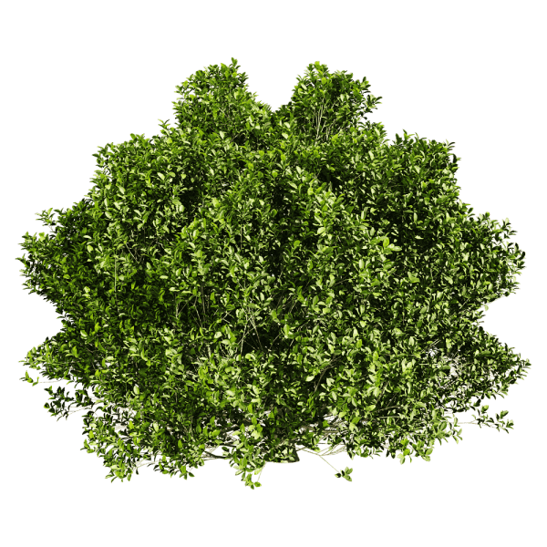 雅榕绿植灌木3D模型（OBJ,FBX,MAX）