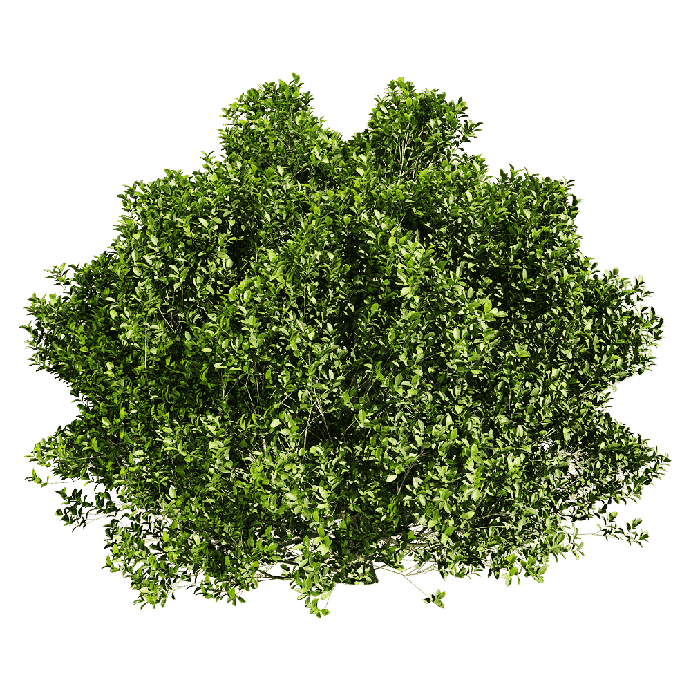 雅榕绿植灌木3D模型（OBJ,FBX,MAX）插图