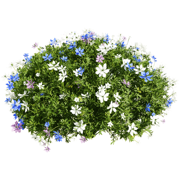 开满花朵的黑种草植物景观3D模型（OBJ,FBX,MAX）