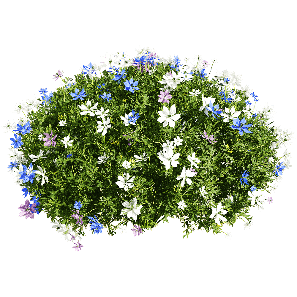 开满花朵的黑种草植物景观3D模型（OBJ,FBX,MAX）插图