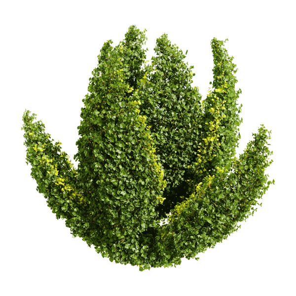 千叶兰植物景观3D模型（OBJ,FBX,MAX）