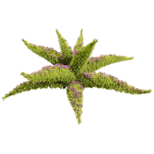 开紫色小花的垂盆草植物景观3D模型（OBJ,FBX,MAX）