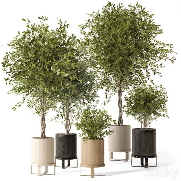 Ferm Living Bau系列装饰花盆中的绿植盆景组合3D模型（OBJ,MAX）
