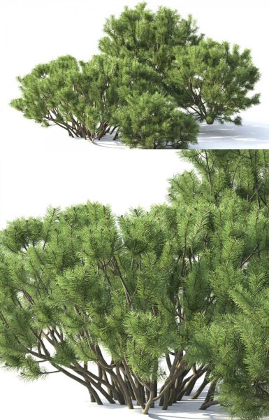 欧山松树3D模型（FBX,MAX）