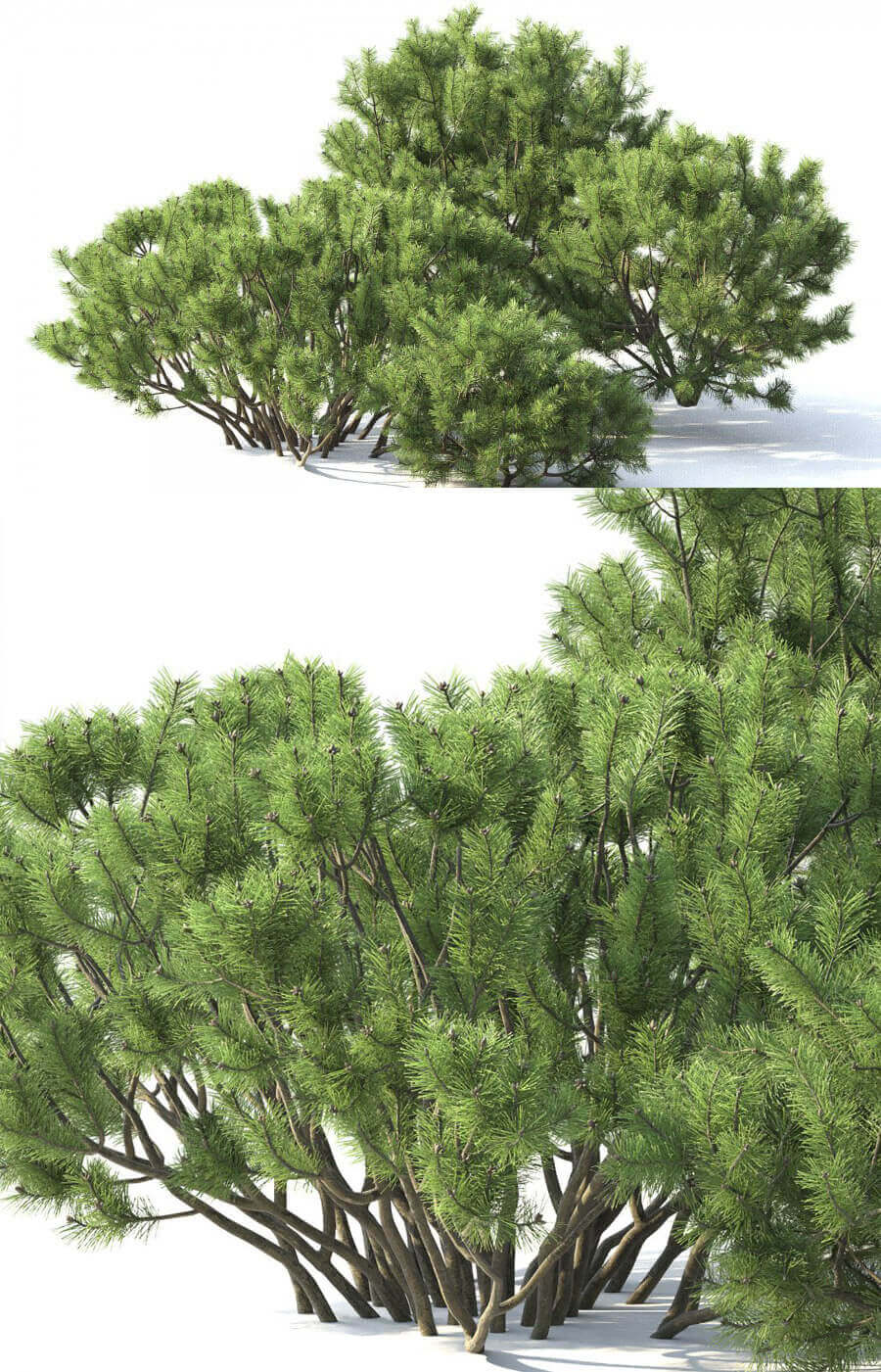 欧山松树3D模型（FBX,MAX）插图