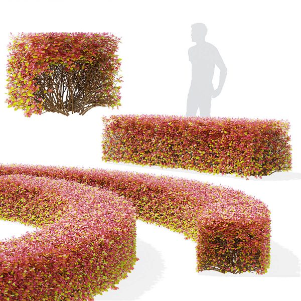 秋天的绣线菊树篱3D模型（FBX,MAX）