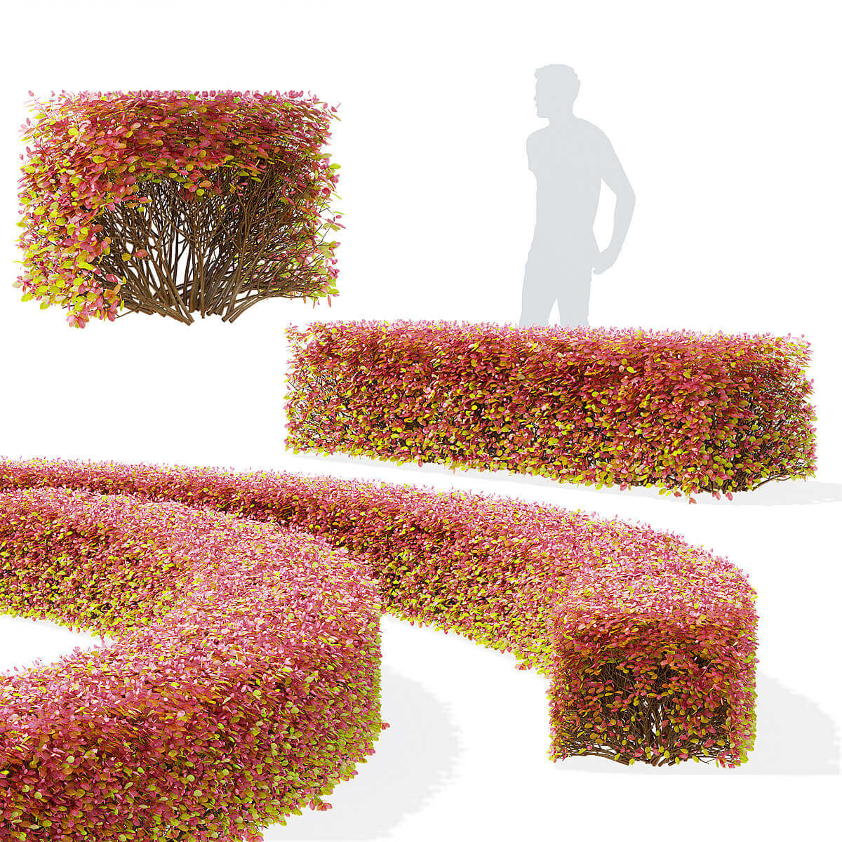 秋天的绣线菊树篱3D模型（FBX,MAX）插图
