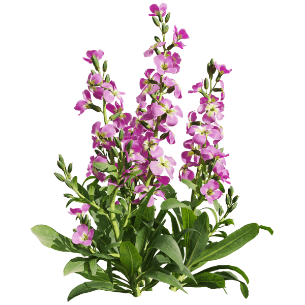 开紫色花朵的紫罗兰植物3D模型（OBJ,FBX,MAX）