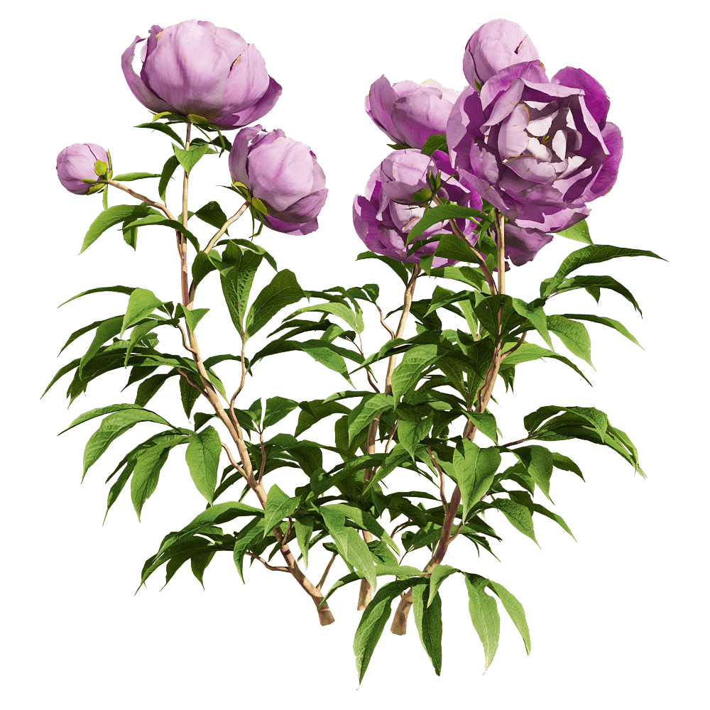 开浅紫色花朵的芍药花植物3D模型（OBJ,FBX,MAX）插图