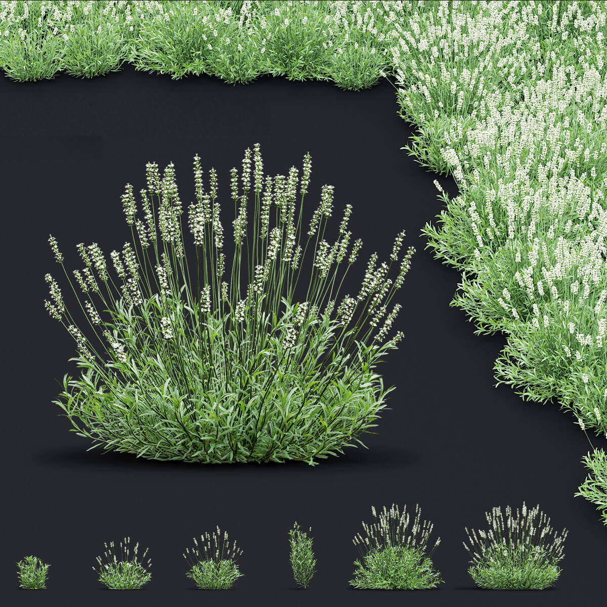 开花的狭叶薰衣草植物 薰衣草花丛3D模型（OBJ,FBX,MAX）插图