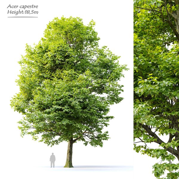 枝叶繁茂的栓皮槭树3D模型（FBX,MAX）
