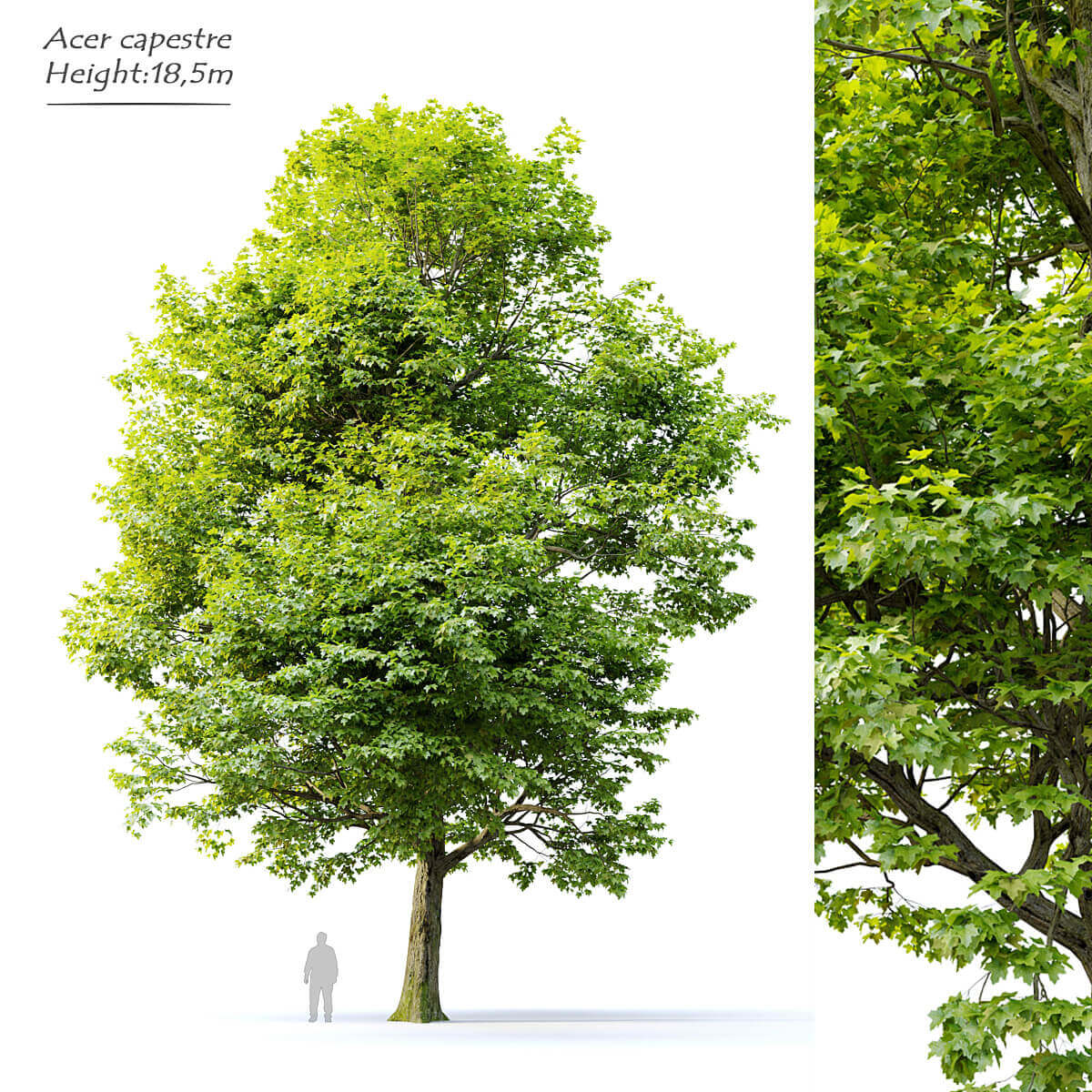 枝叶繁茂的栓皮槭树3D模型（FBX,MAX）插图