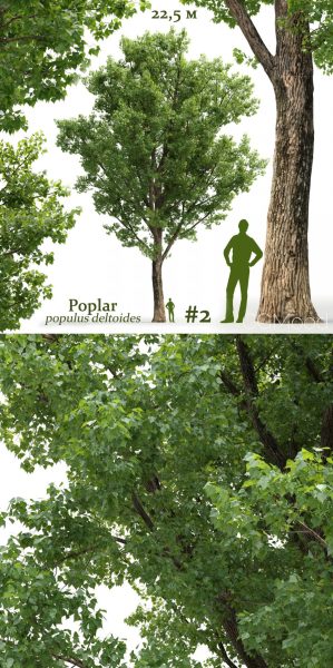 高大茂盛的美洲黑杨树3D模型（FBX,MAX）