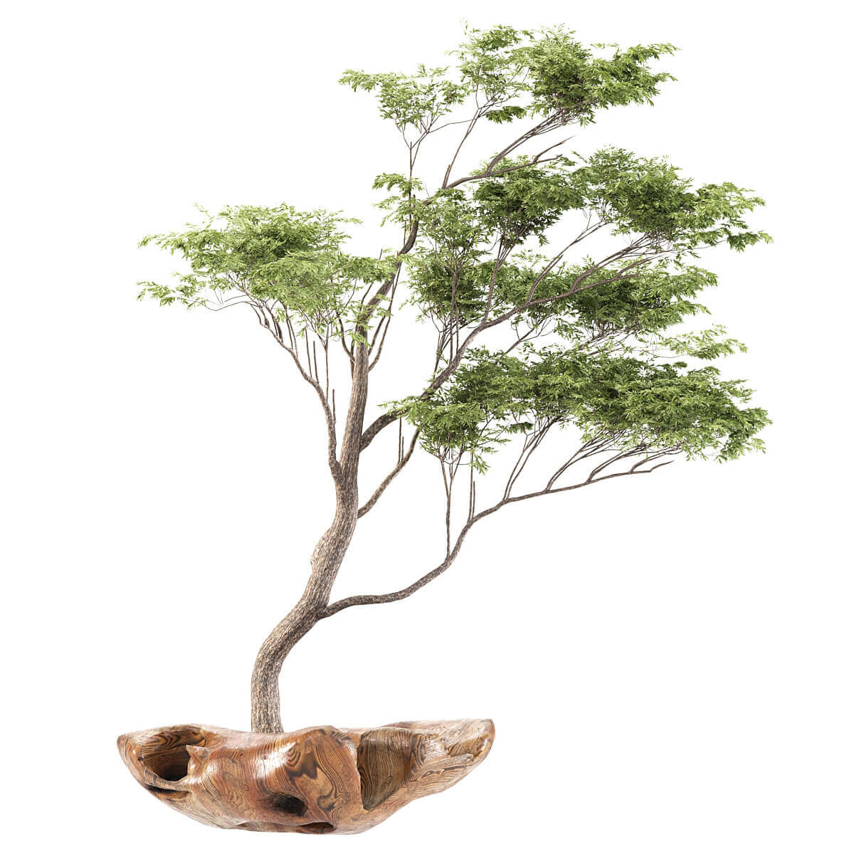 装饰性绿植盆景3D模型（FBX,MAX）插图