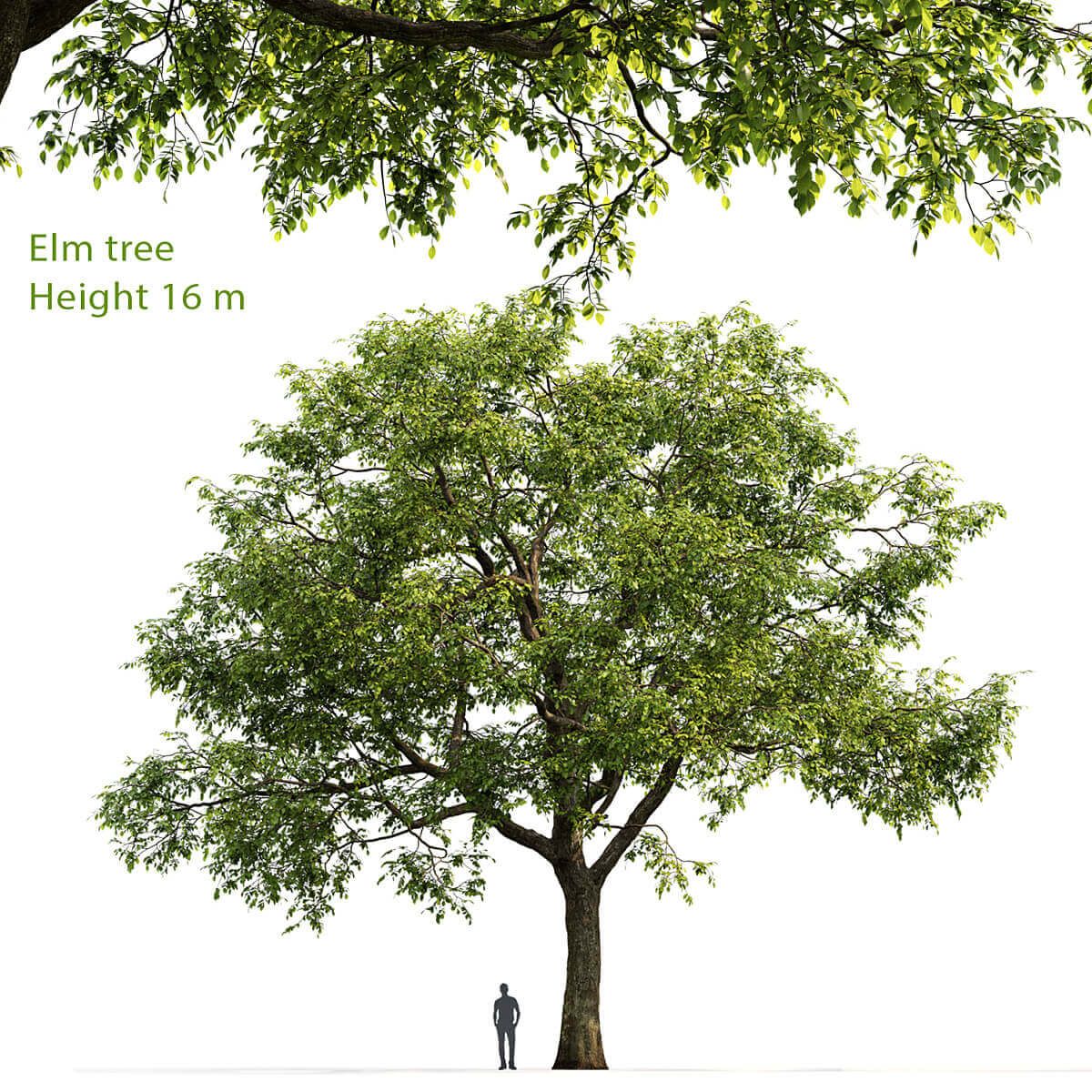高大茂盛的榆树3D模型（FBX,MAX）插图