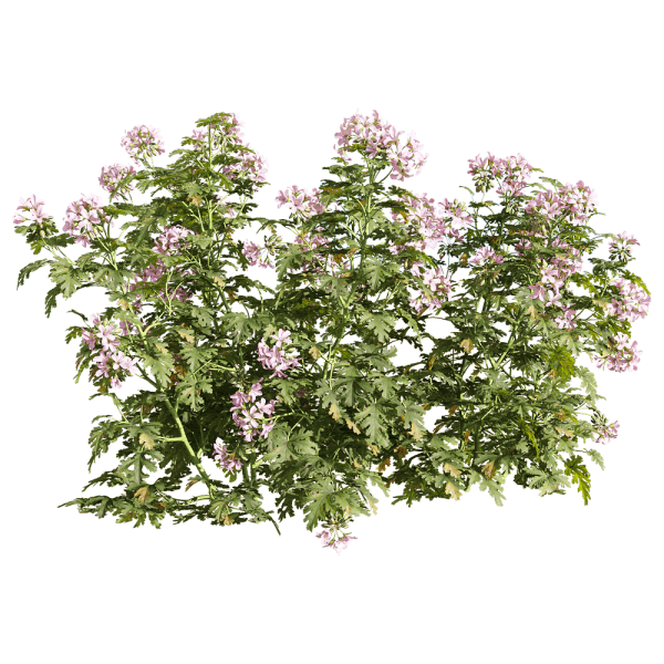 逼真清新的粉色花朵香叶天竺葵花丛3D模型（OBJ,FBX,MAX）