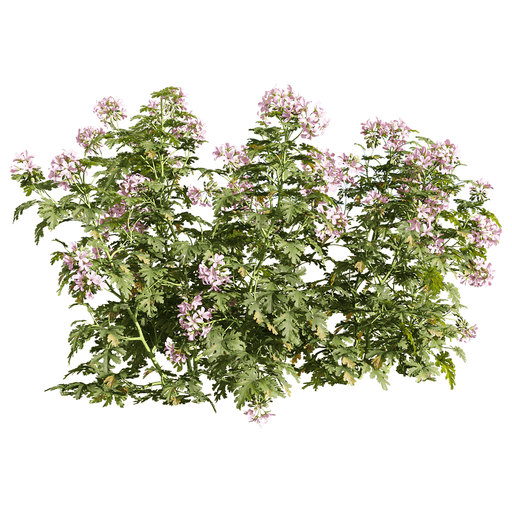 逼真清新的粉色花朵香叶天竺葵花丛3D模型（OBJ,FBX,MAX）插图
