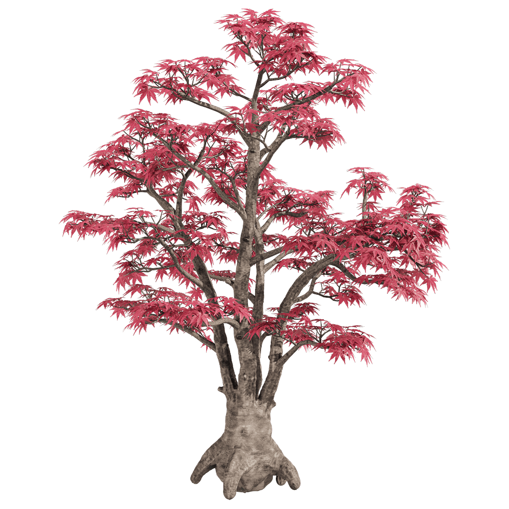 高品质的红叶鸡爪槭树3D模型（OBJ,FBX,MAX）插图