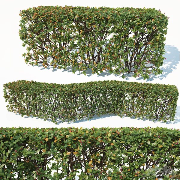 Cotoneaster lucidus树篱3D模型（OBJ,MAX）