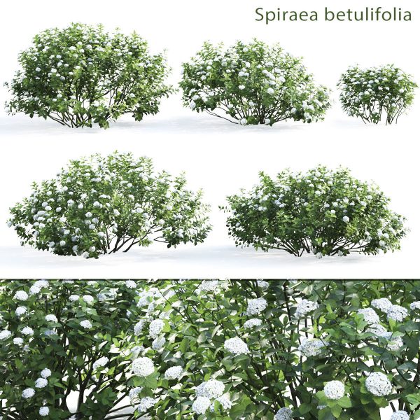 开白色花朵的绣线菊灌木3D模型（FBX,MAX）