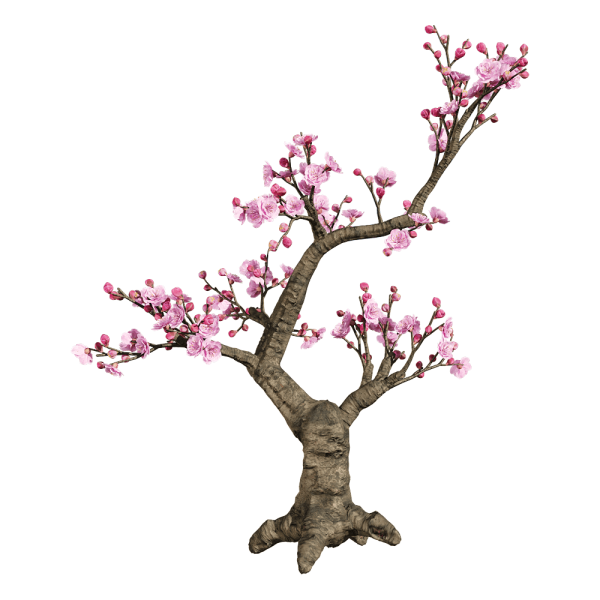 少见的梅花树木3D模型（OBJ,FBX,MAX）