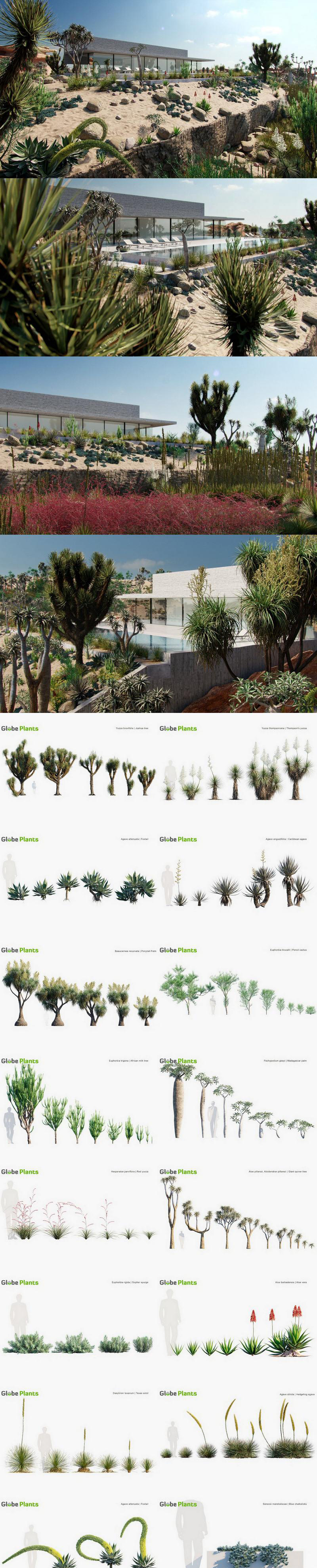 高品质的多种温带植物大集合Vol.11（max）插图