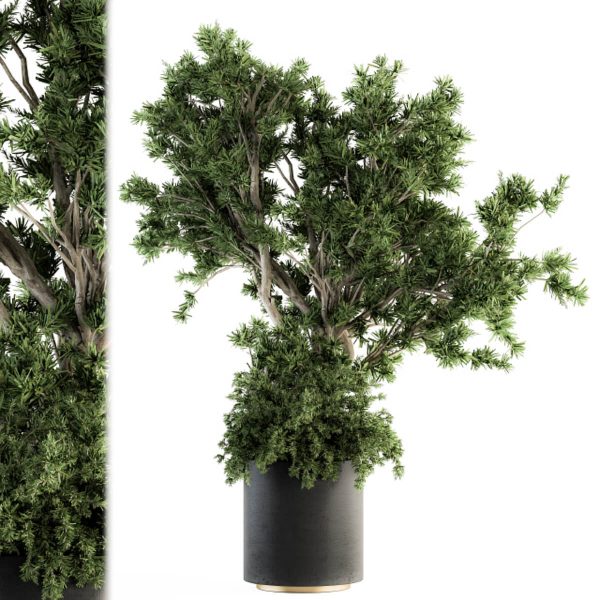 高品质的高端绿植盆栽植物灌木3D模型（OBJ,MAX）
