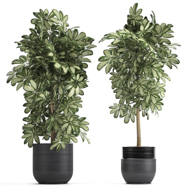 高品质的鹅掌柴绿植盆景植物3D模型（FBX,MAX）