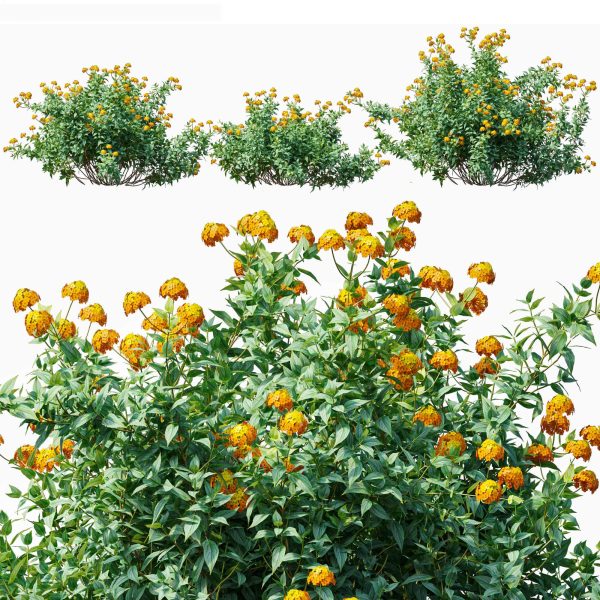 开满橙黄色花朵的马缨丹植物五色梅花丛3D模型（OBJ,MAX）