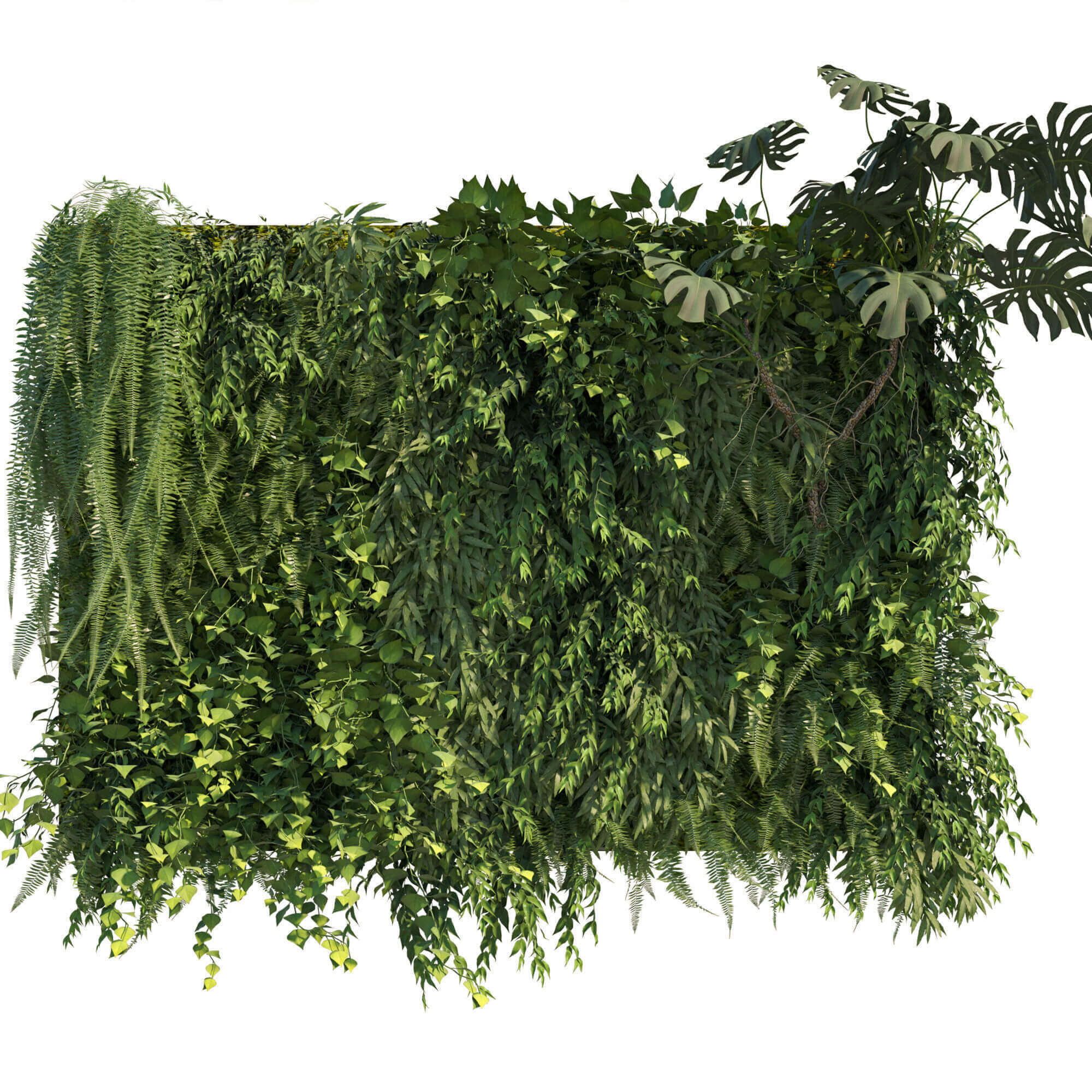 高品质的竹芋蕨类植物的爬山虎绿植墙植物景观3D模型（OBJ,MAX）插图